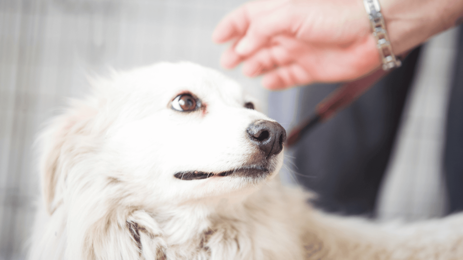 owner checking dog's whale eye or side eye