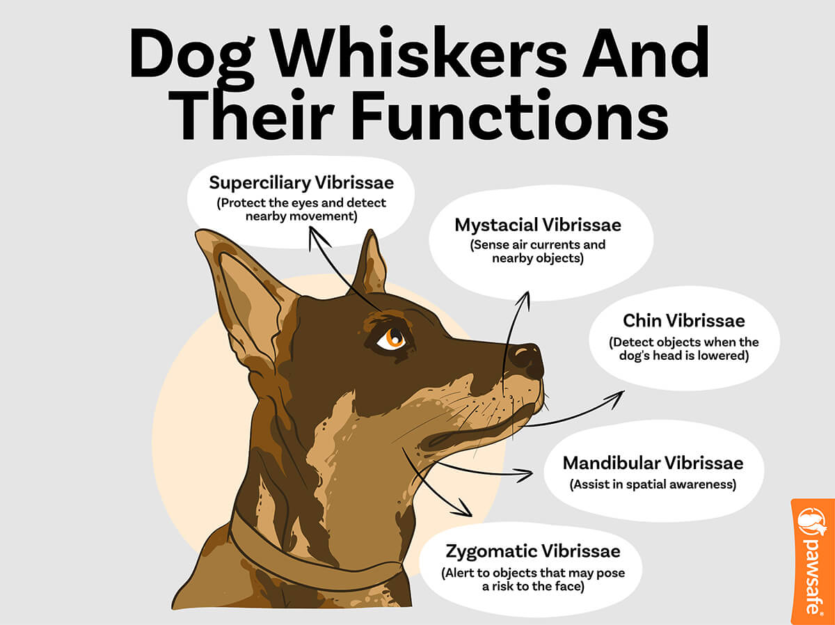 Can You Cut Dog Whiskers? What Dog Owners Need To Know