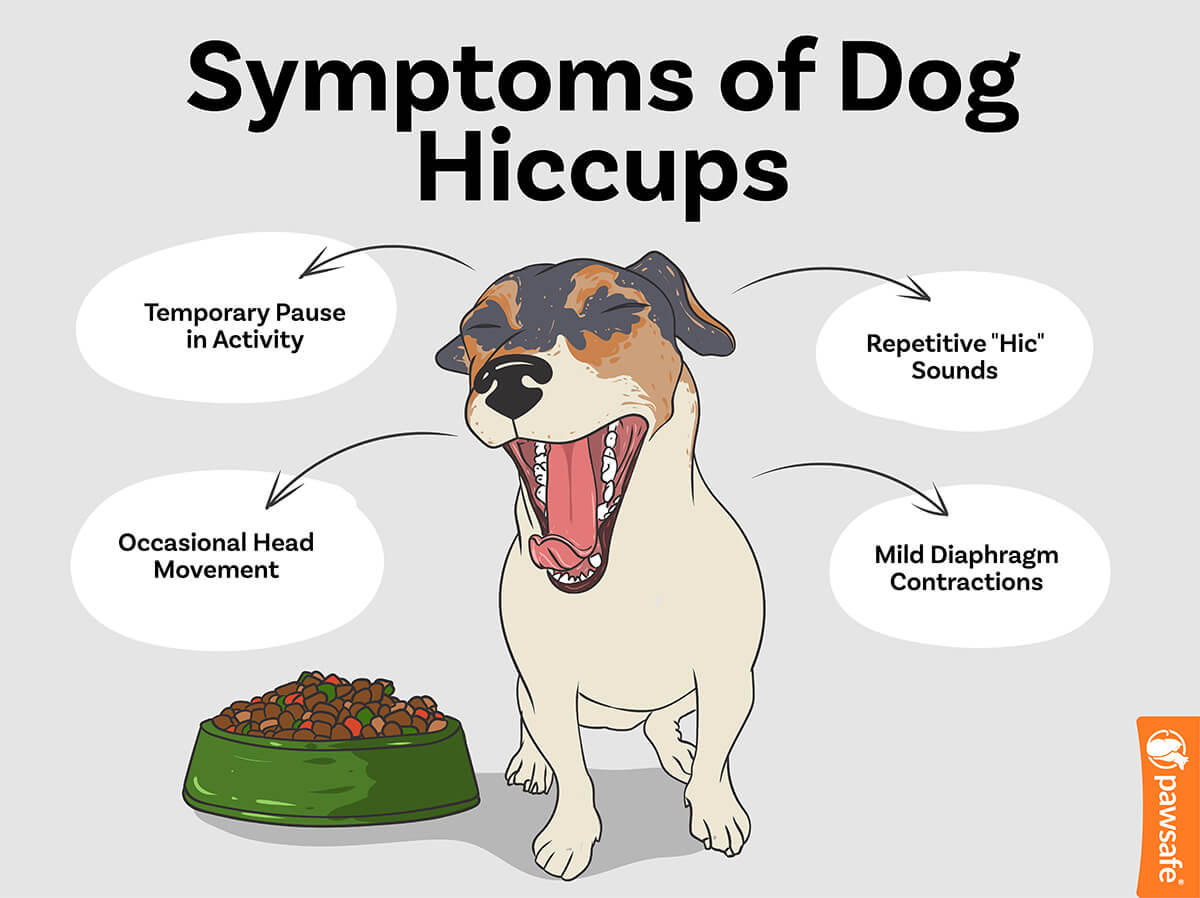 Why Does My Dog Get Hiccups? Canine Hiccups Explained
