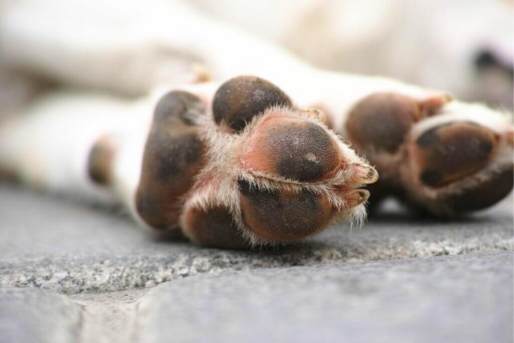 Alternatives to burying your dog