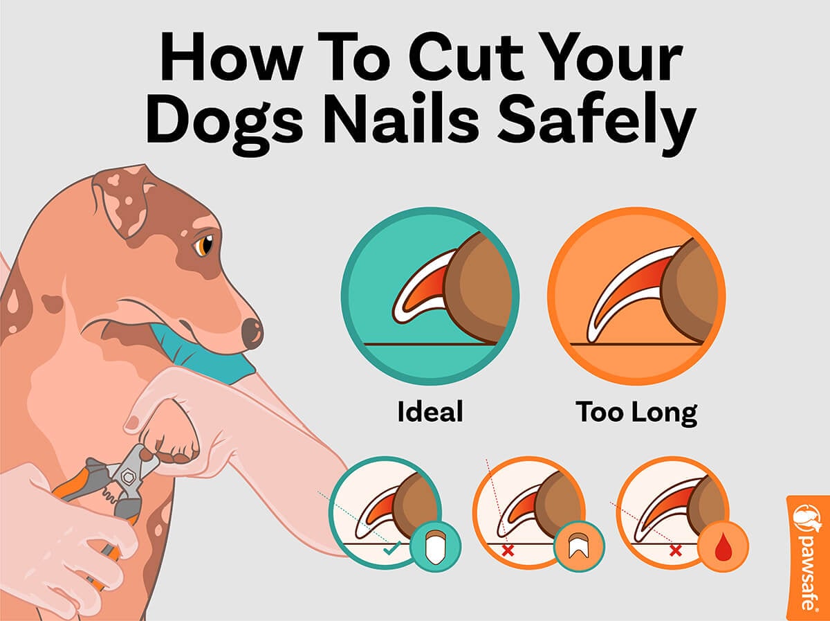 How Long Does It Take For A Dog’s Nail Quick To Heal?