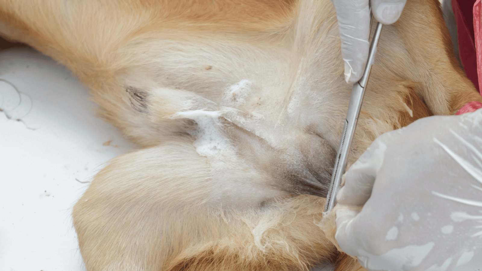 a vet using forceps to clean the area before surgery for dog neutering