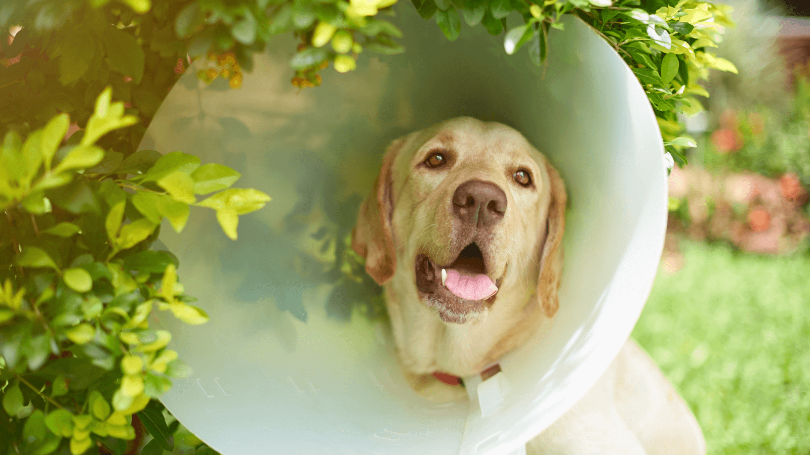 A yellow Labrador with gigantic Elizabethan Collar or plastic cone that a dog is wearing after being neutered