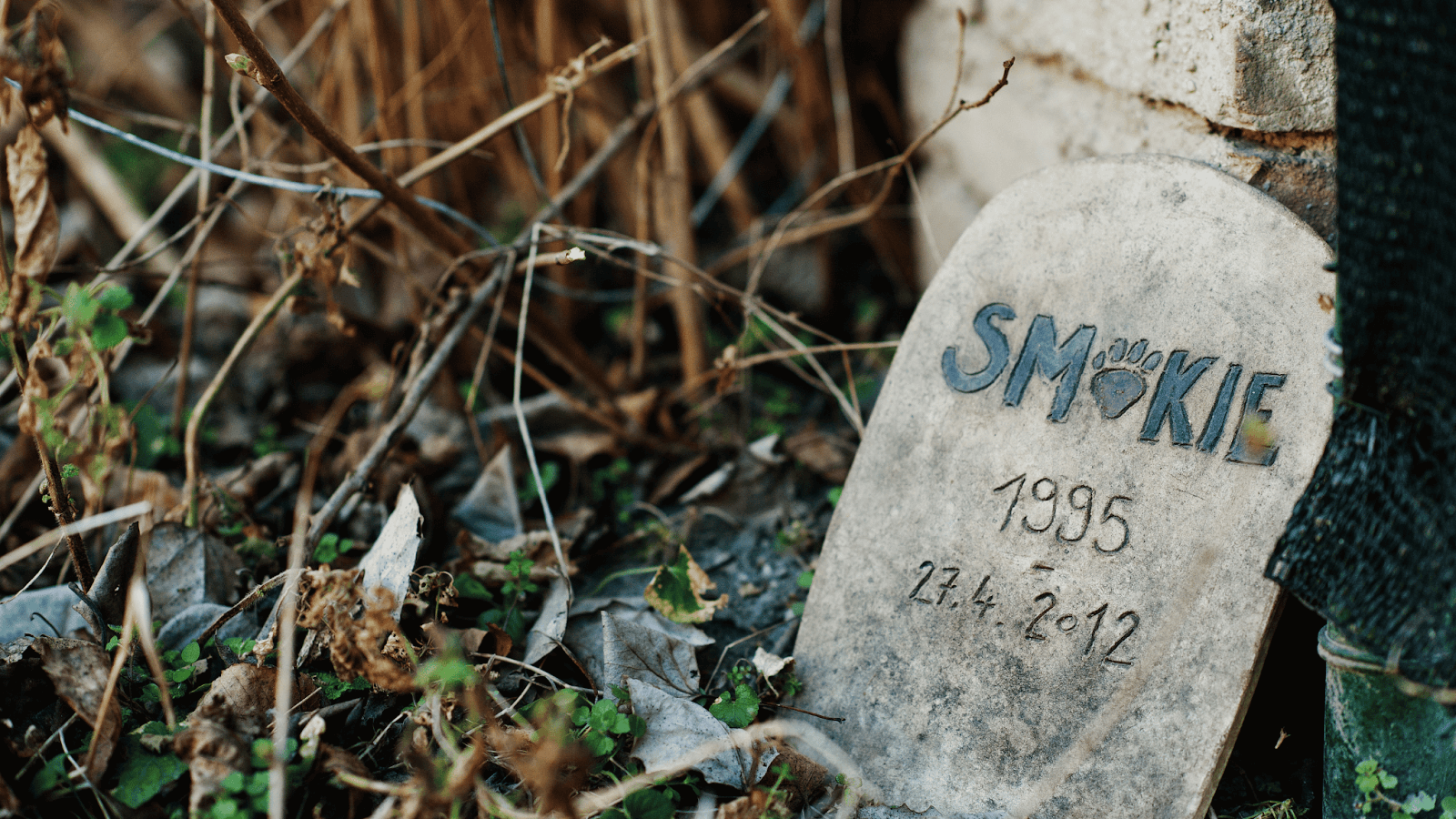 We uncover how to share your sympathy and support with these compassionate gifts for someone mourning the loss of their canine companion.