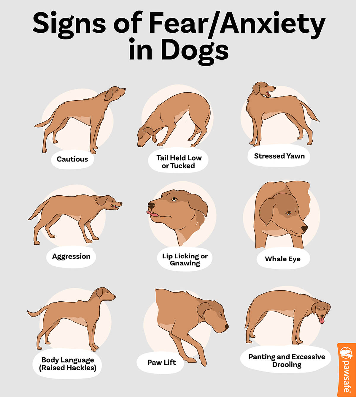 signs of fear and anxiety in dogs