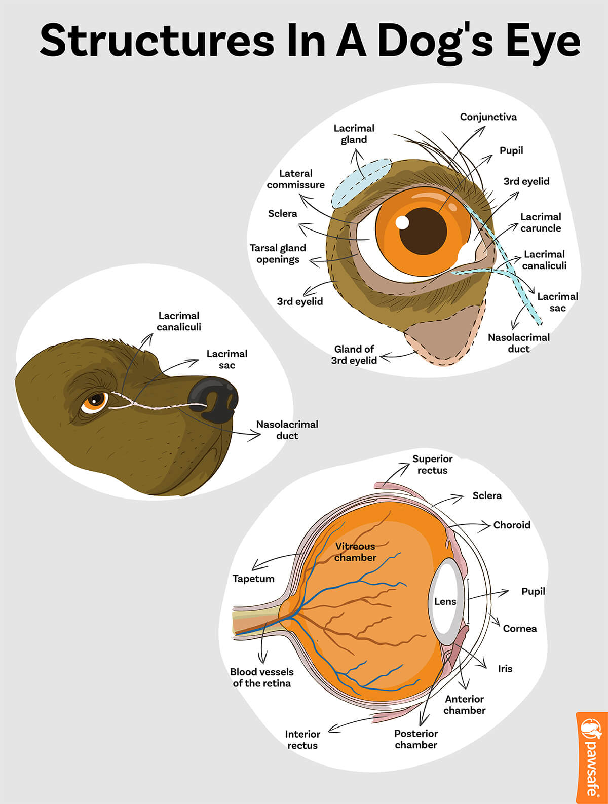 structures in a dog's eye