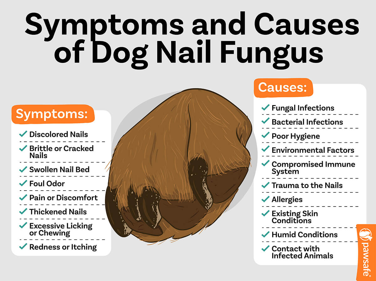 an infographic enumerating the symptoms and causes of dog nail fungus