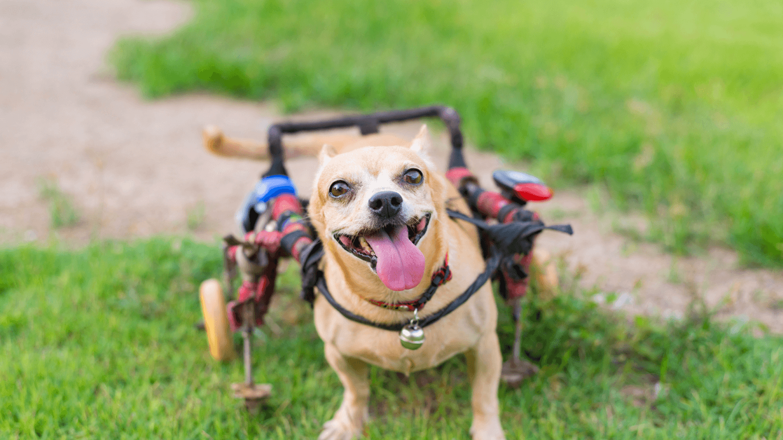 a Chihuahua who cant use back legs in wheelchair in grass