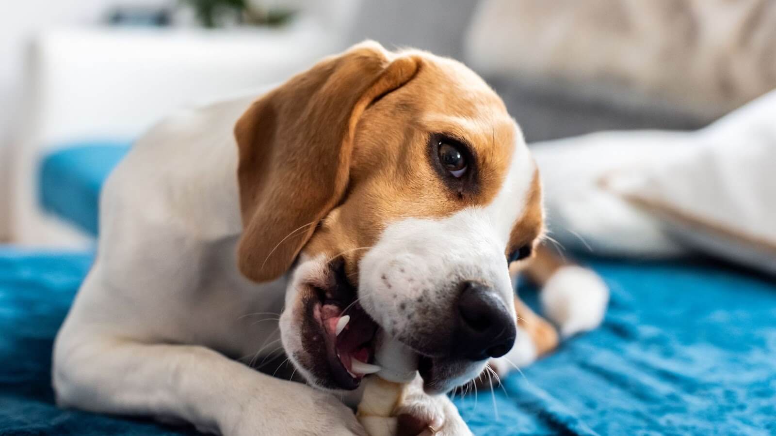Beagle dog chewing on a collagen stick are collagen sticks good or safe for dogs