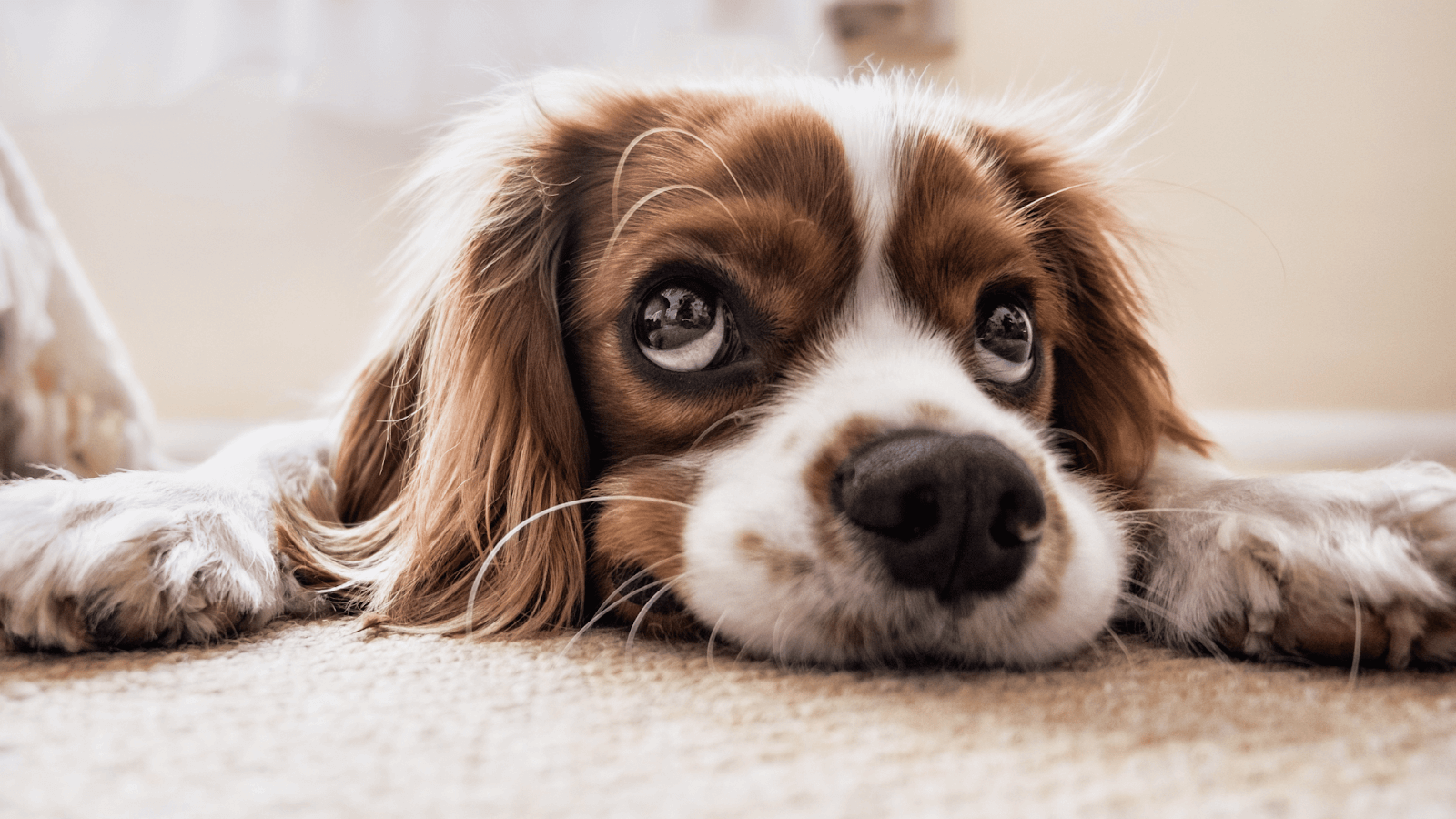 fluffy dog lying down with whale eye or side eye