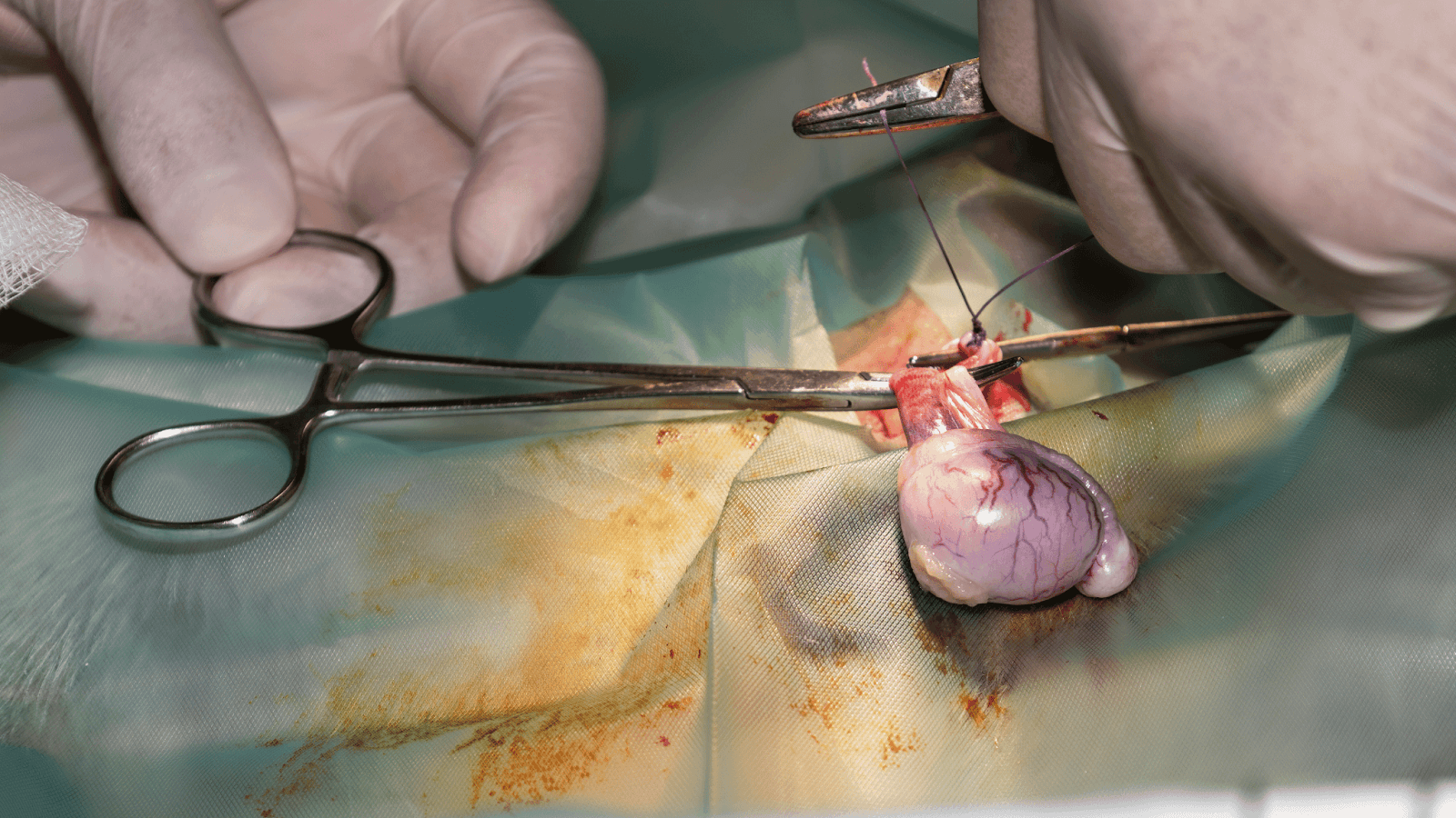 surgical removal of testicles of a male dog
