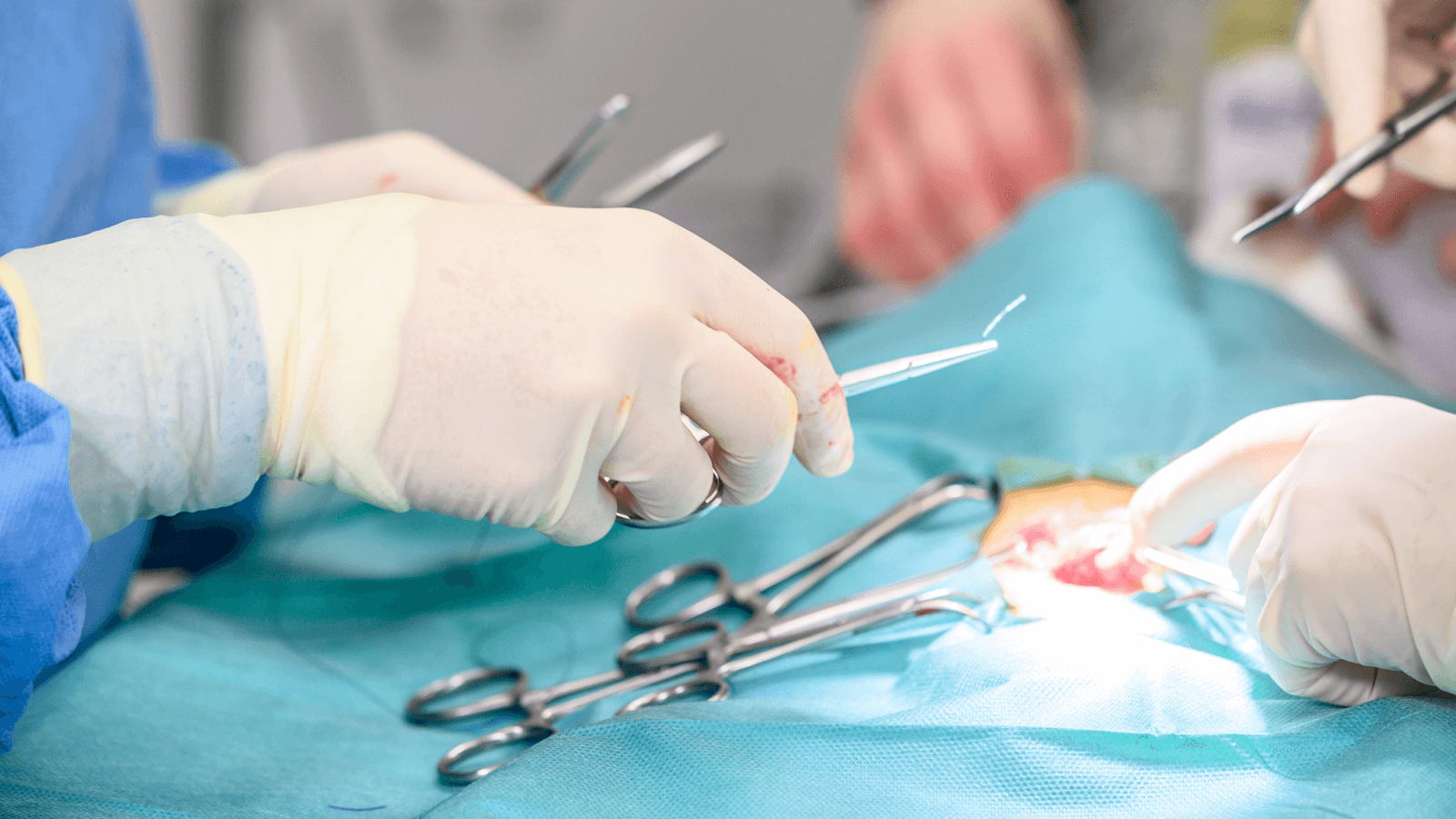 Veterinarians performing spay surgery