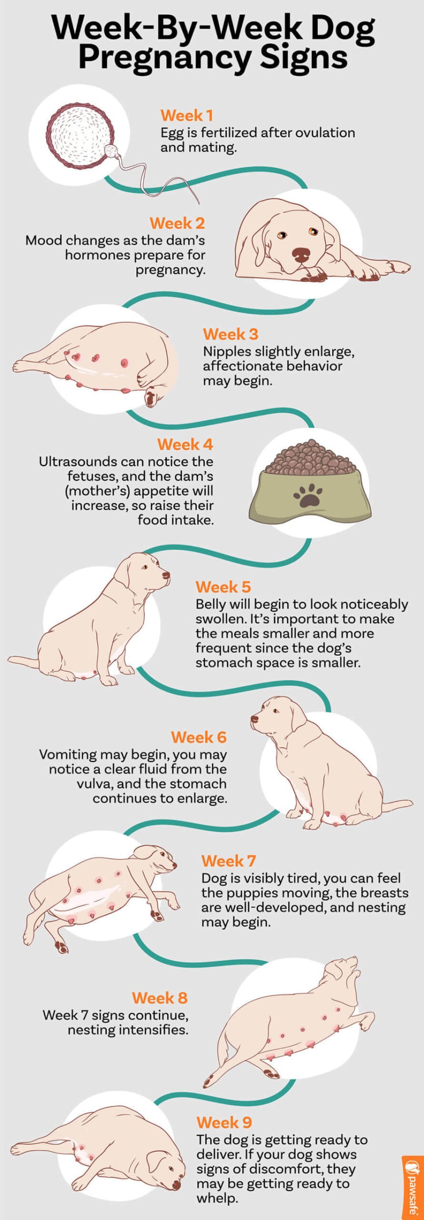 View of Signs of Dog Pregnancy: How to Tell if Your Dog is Expecting