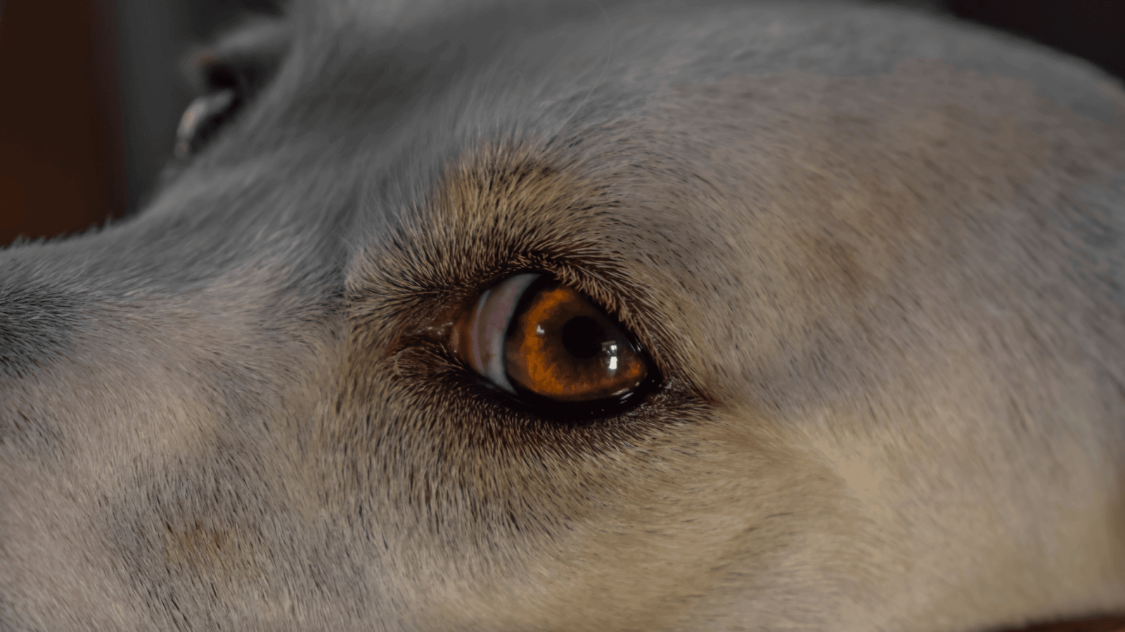 close up on dog showing whale eye or side eye