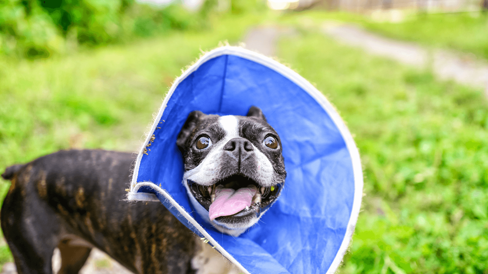 A happy Boston Terrier with a softer plastic cone alternative after surgery