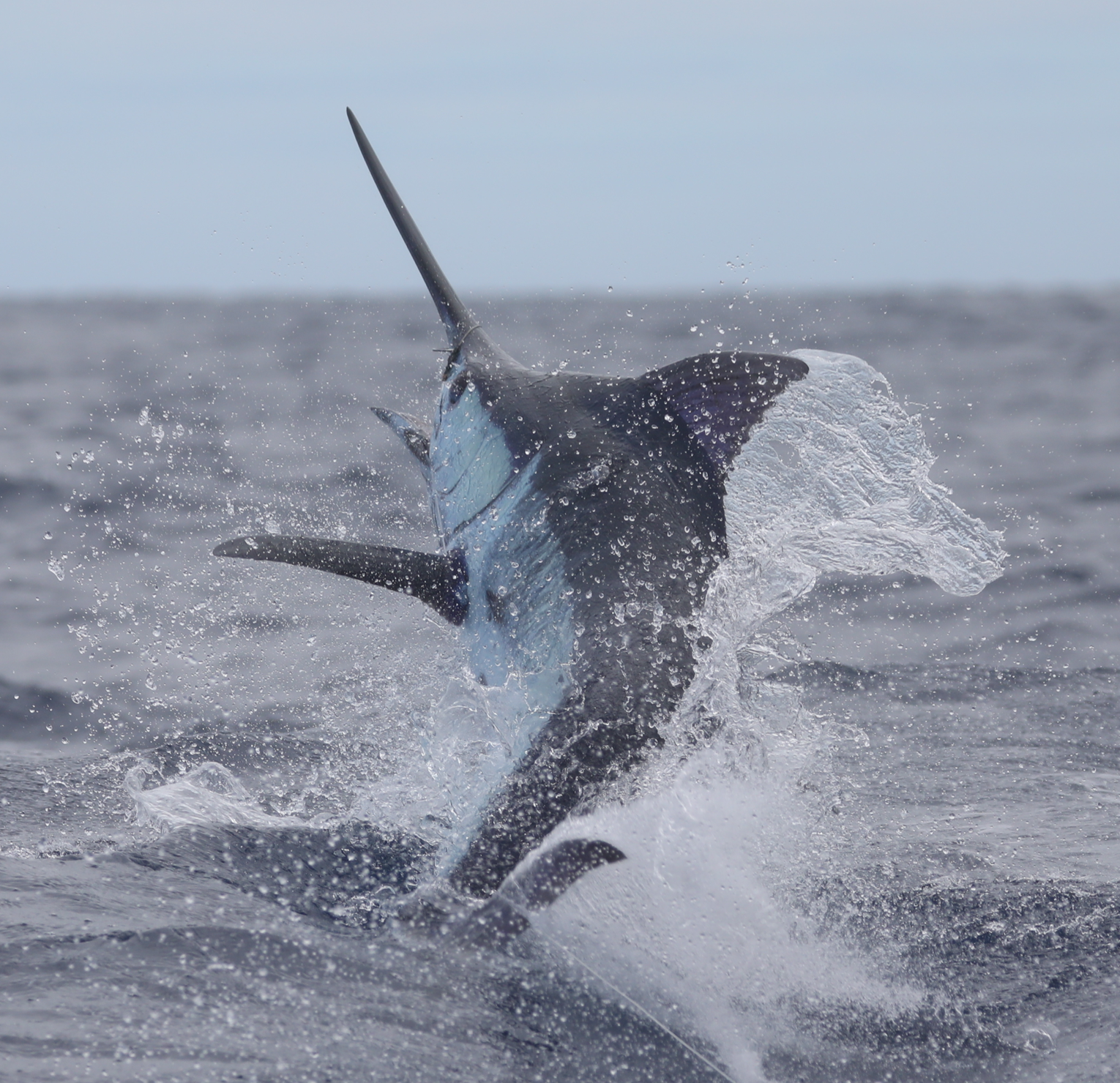 Blue marlin leaping from the water during Azores blue marlin fishing near Faial Island.