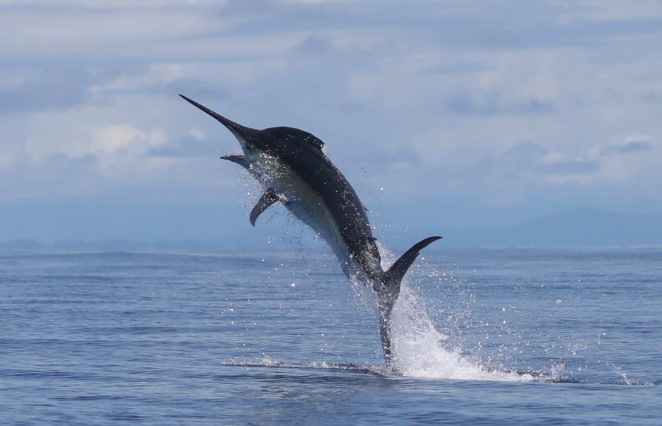 A black marlin jump caught on camara by the crew on the Guy Harvey black marlin fishing in Panama expedition at Tropic Star Lodge