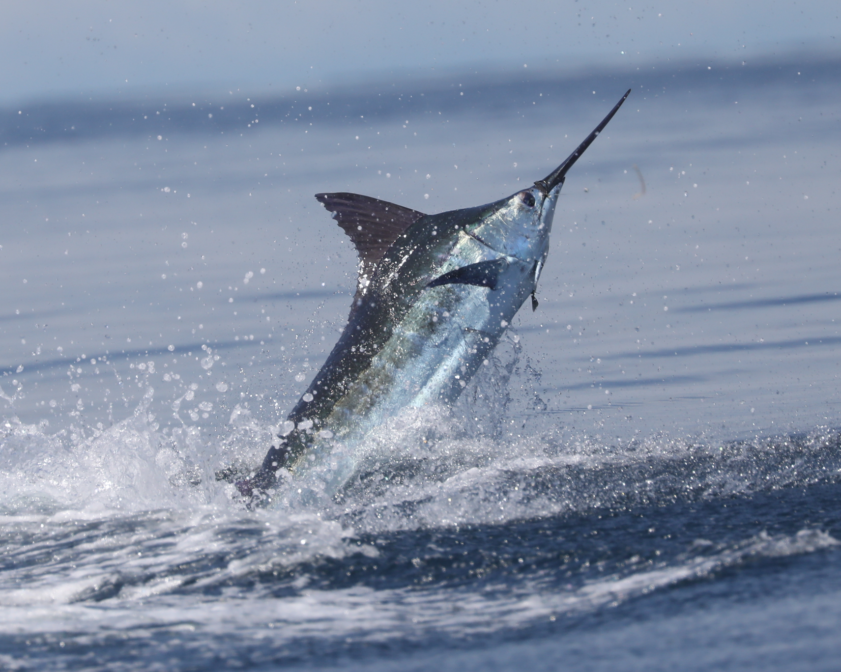 A blue marling caught on camara at Tropic Star Lodge
