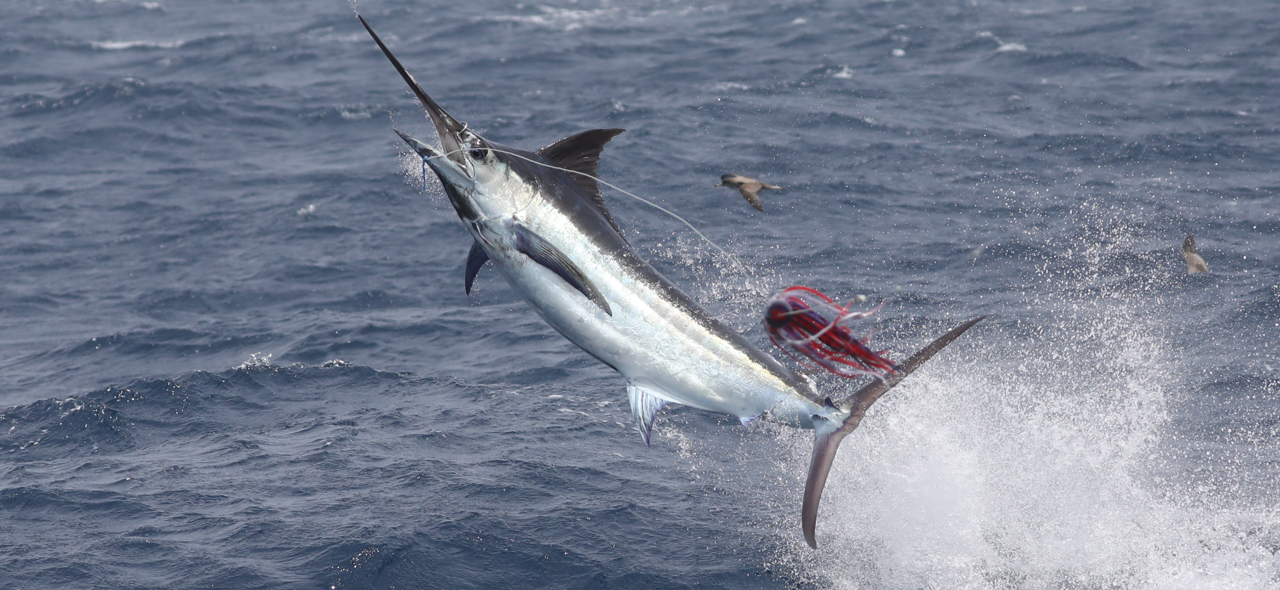 Blue Marling jumping out of the water