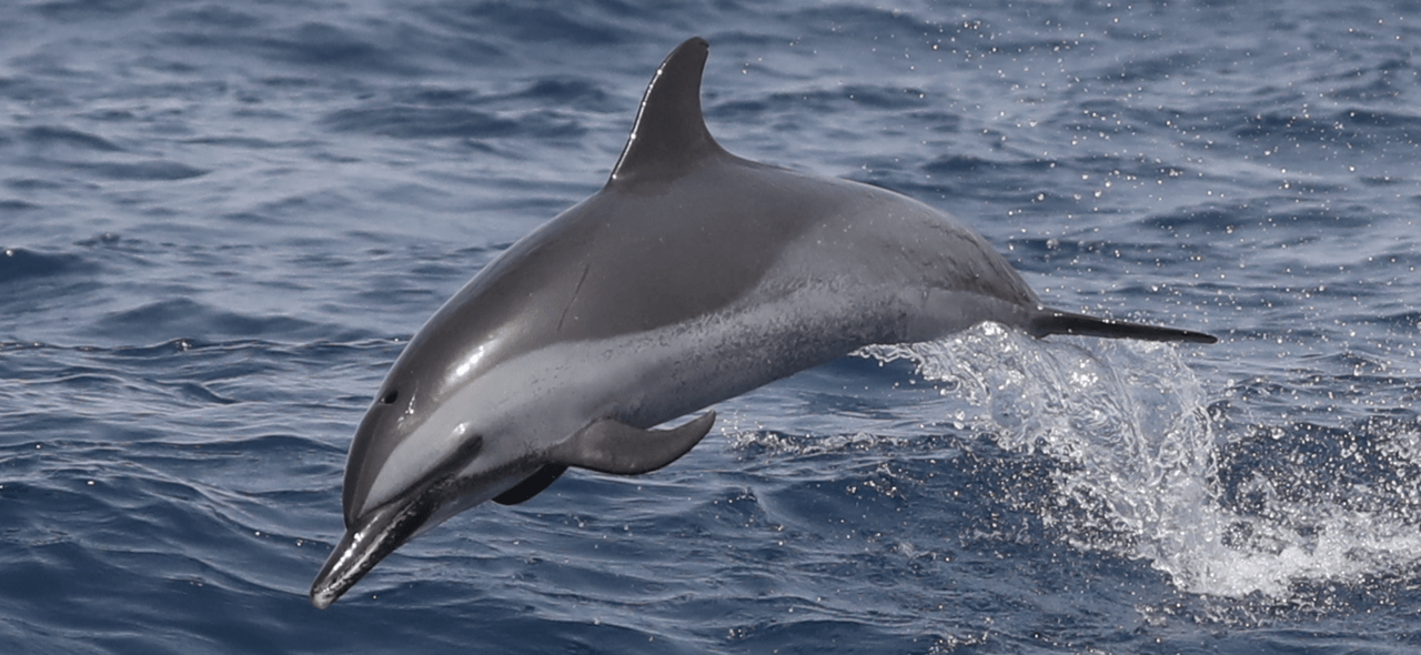 Dolphin spotted at the Cape Verde Blue Marlin Expedition