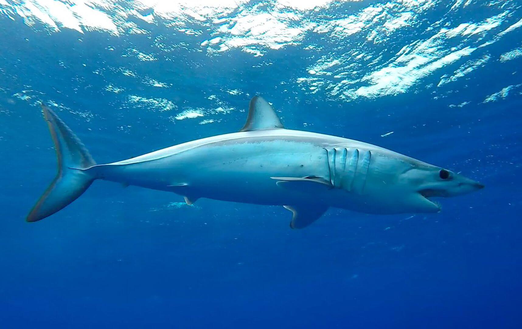 A shortfin Mako Shark swimming featured on shark week blog post from Guy Harvey