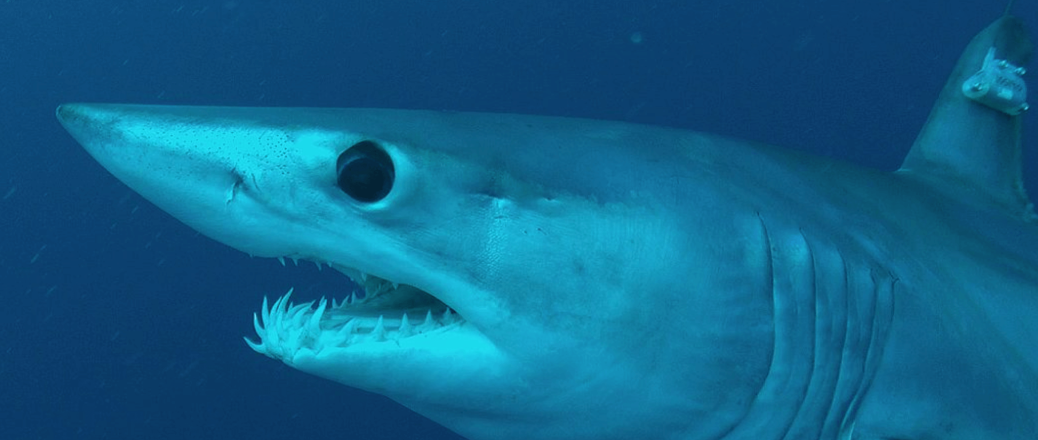 A shortfin mako shark with a satellite tag from the Guy Harvey Research Institute that helps track routes and behavior of the shark.