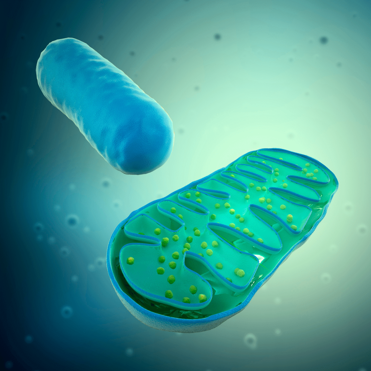 mitochondria, the energy-producing structures inside cells