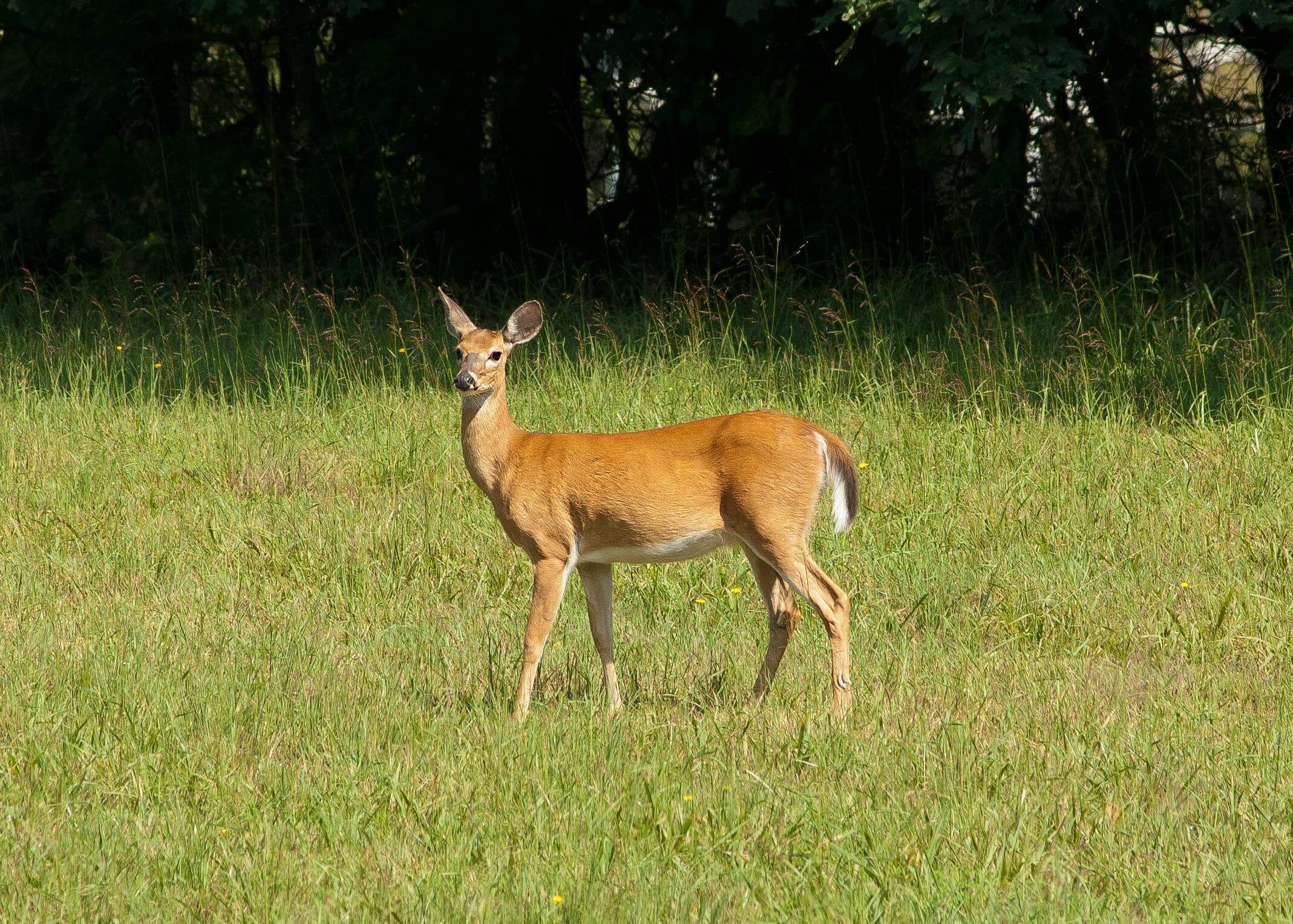 Wide shot of a doe standing in a field, staring into the distance.