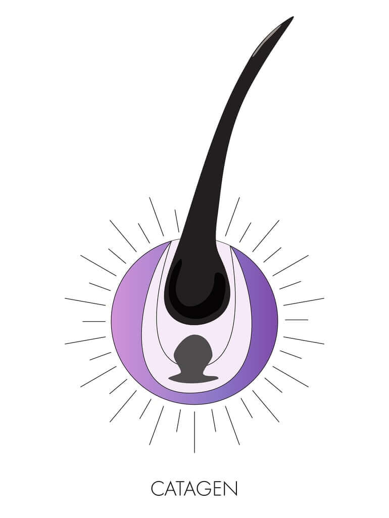 catagen-growth-phase