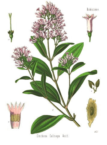 Cinchona Succirubra Bark Extract