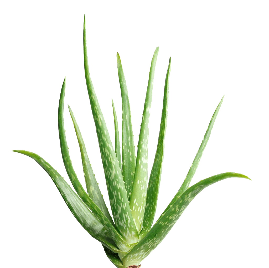 aloe-vera