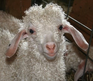 Angora Goat by Bev Knits
