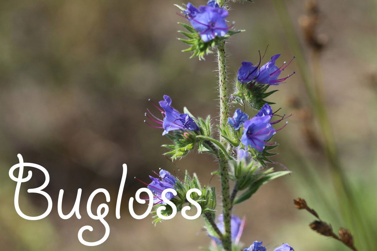 Bugloss/Alkanet