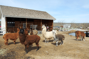 camelids