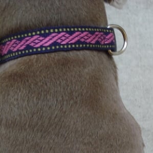 DogCollar