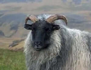 icelandicsheep