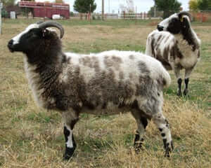 Jacob Sheep