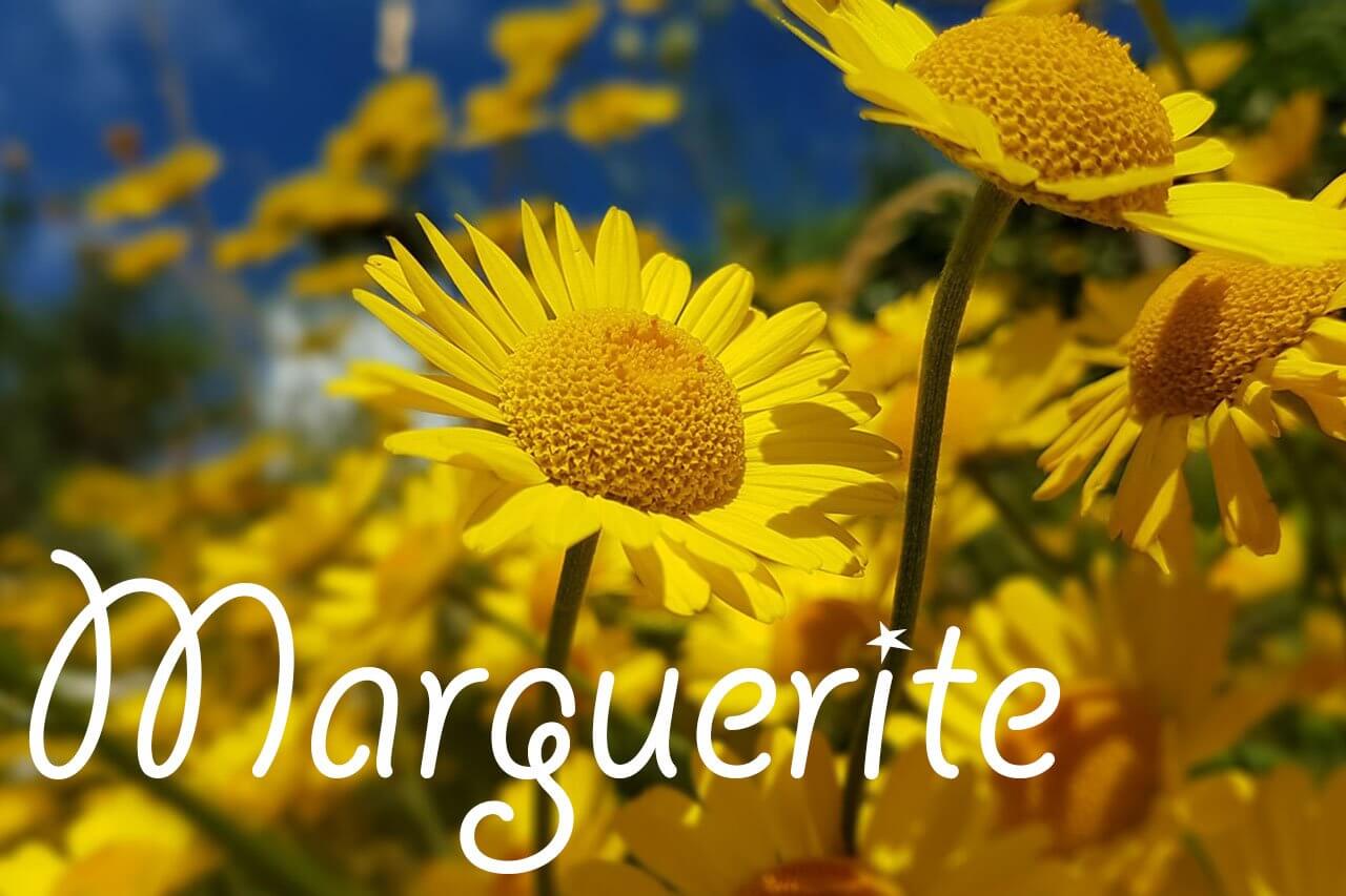 Marguerite