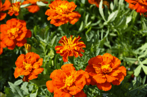 Marigolds