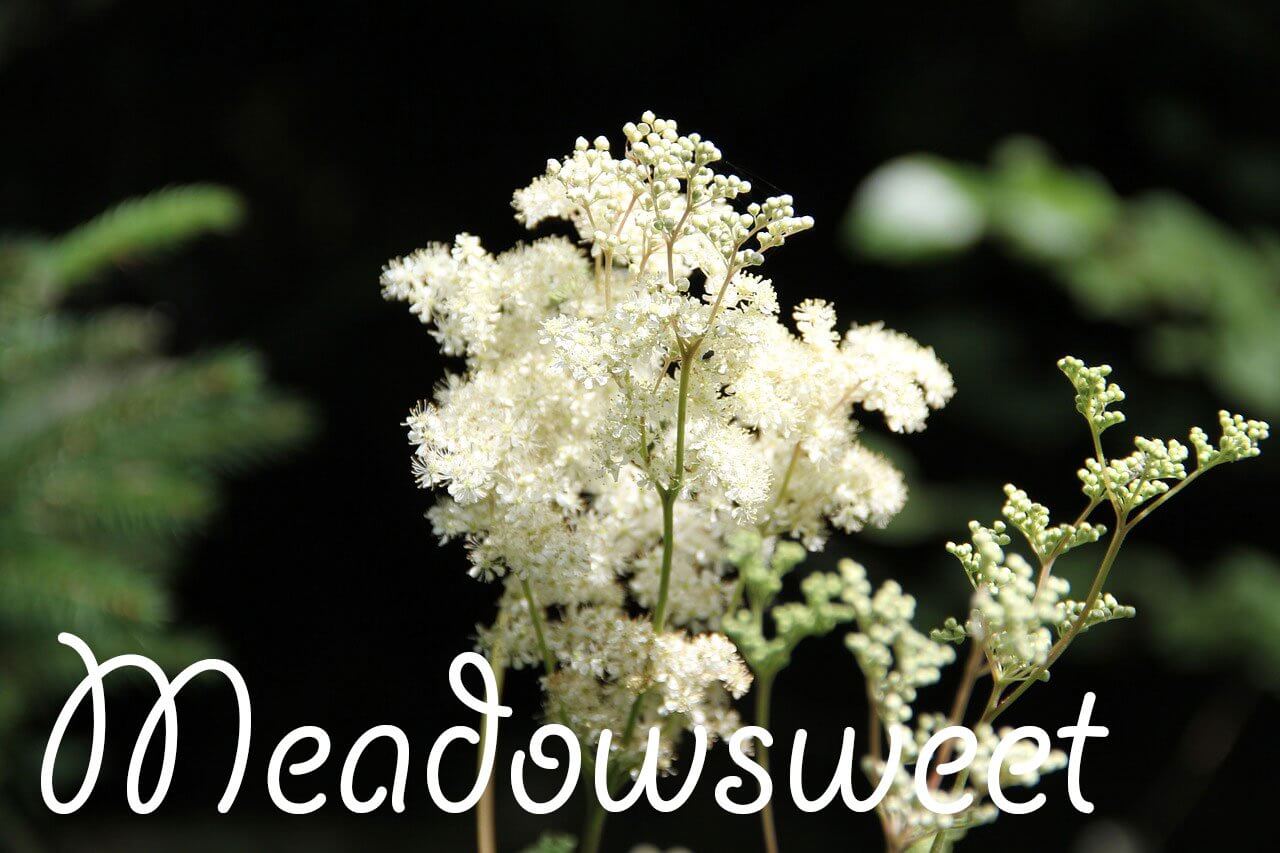 Meadowsweet