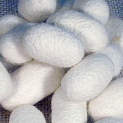 silkcocoons