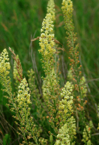Weld, also known as Dyers' Rocket or Dyers' Mignonette