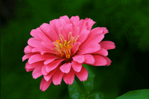 Zinnia