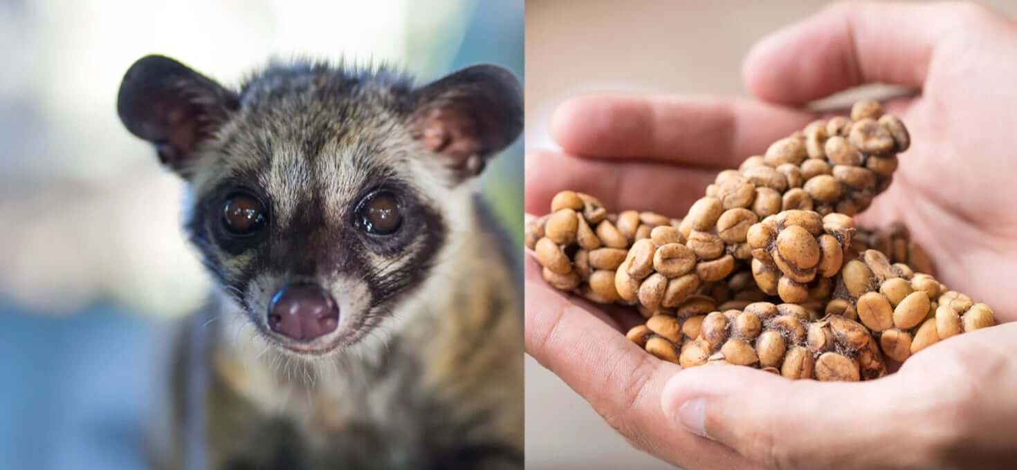 Café colhido nas fezes de um animal