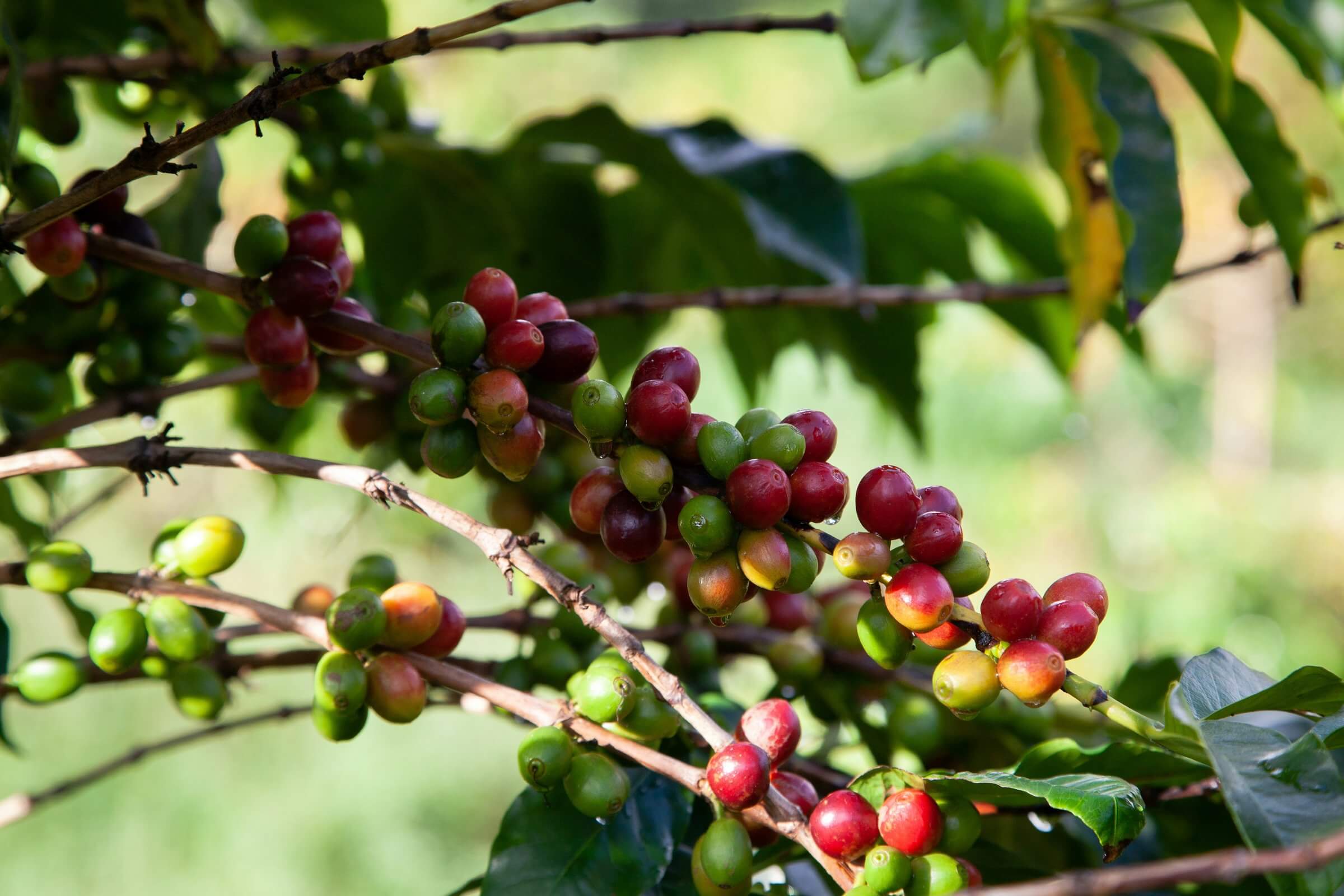 fruto do café