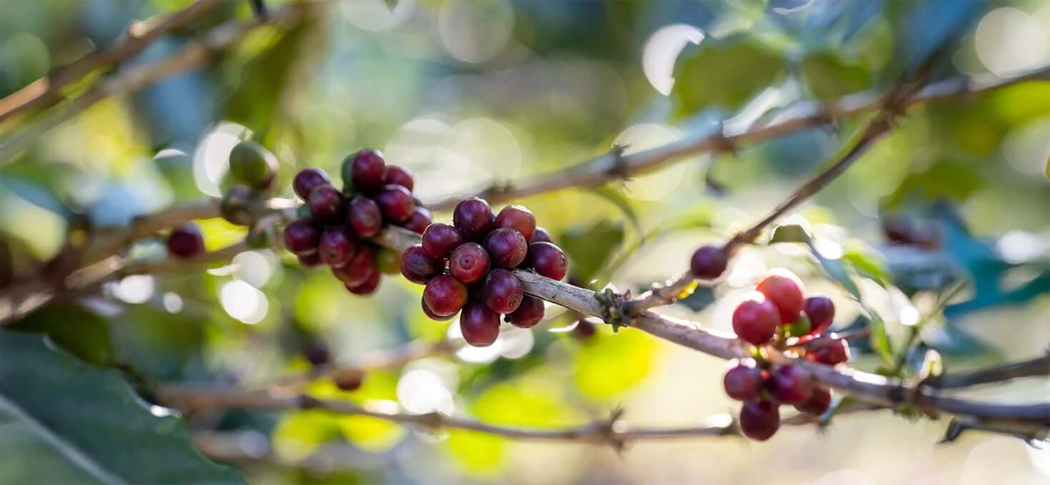 Espécies de café: Arábica, Robusta e blends
