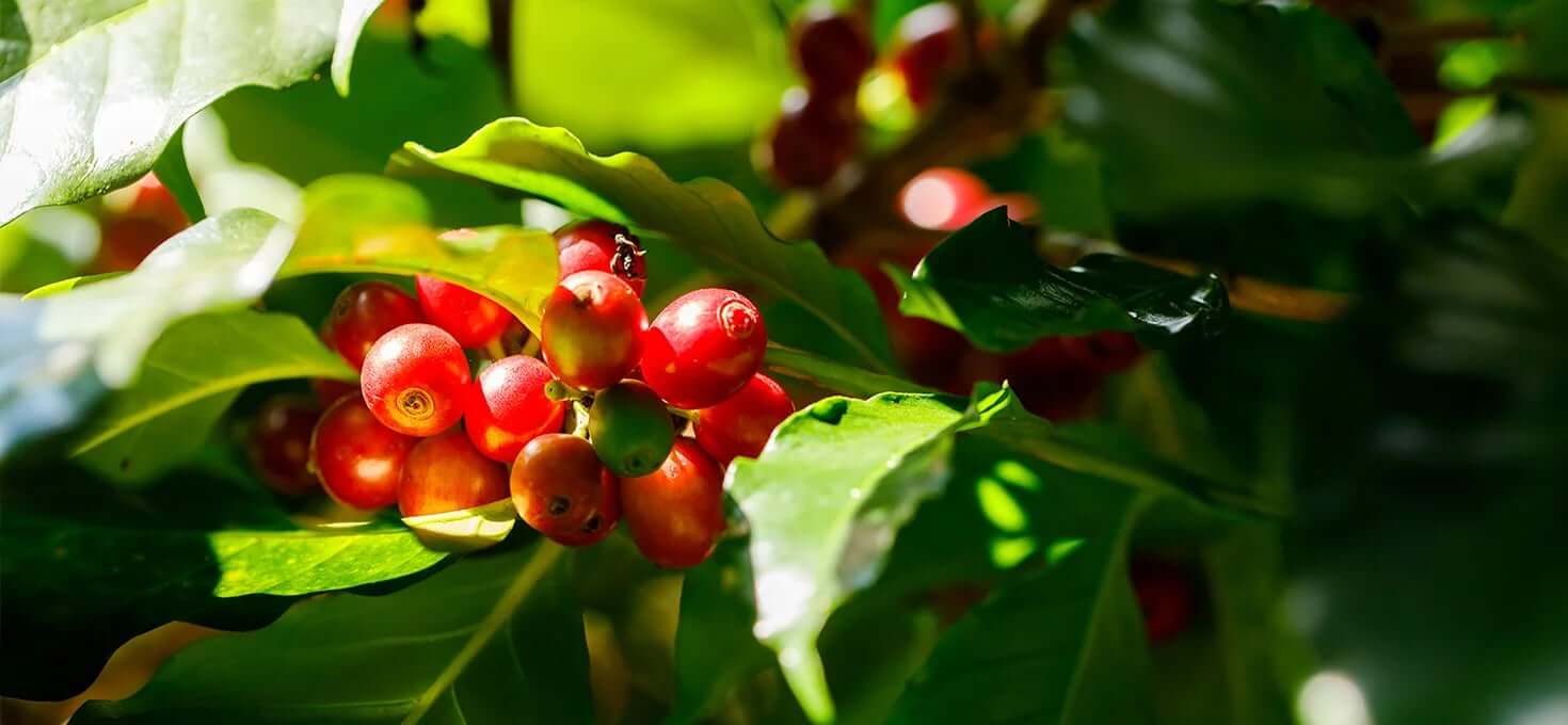Você Sabia Que O Café Já Foi Proibido Em Alguns Países?