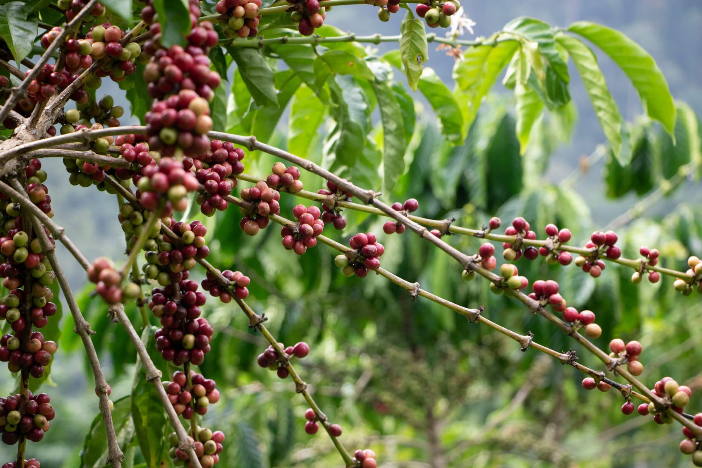 Tipo de Planta do Café