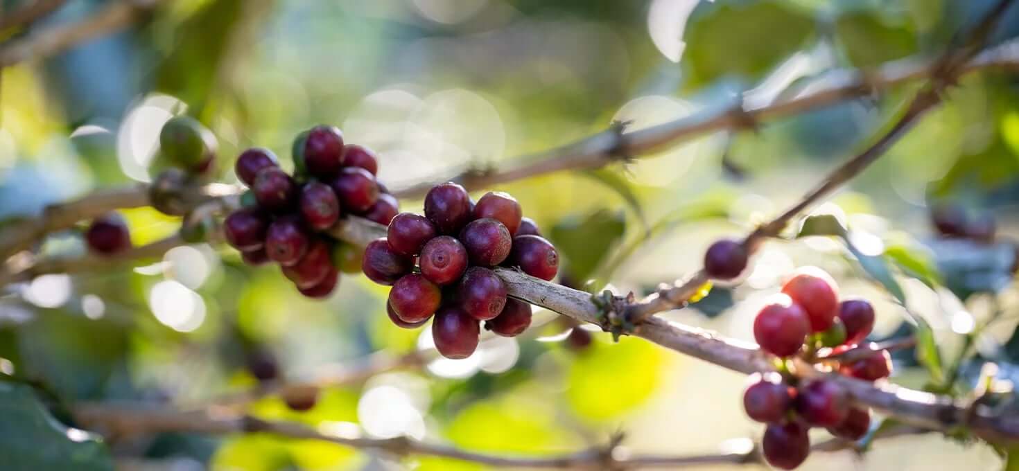 Você sabia que café é uma fruta?