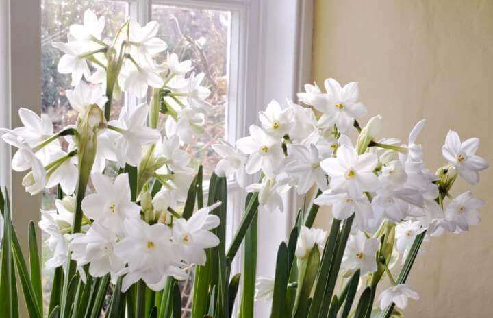6 Tips for Growing Paperwhites
